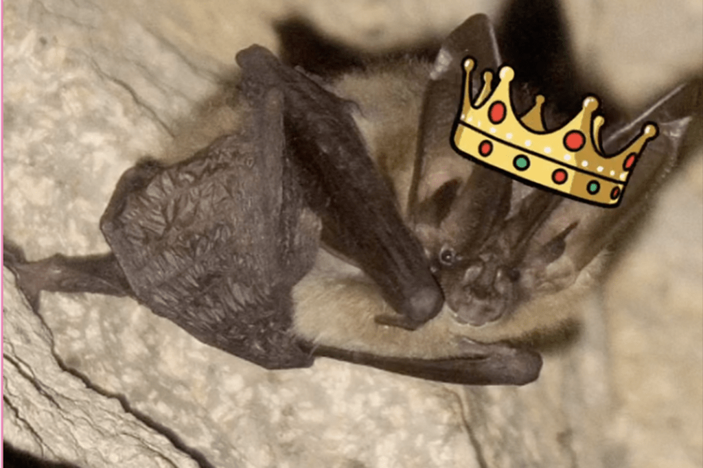 Winner of Bat Beauty Contest revealed