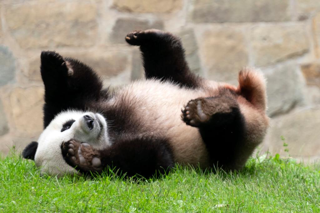 Xi says China will send US more pandas after taking them away from DC