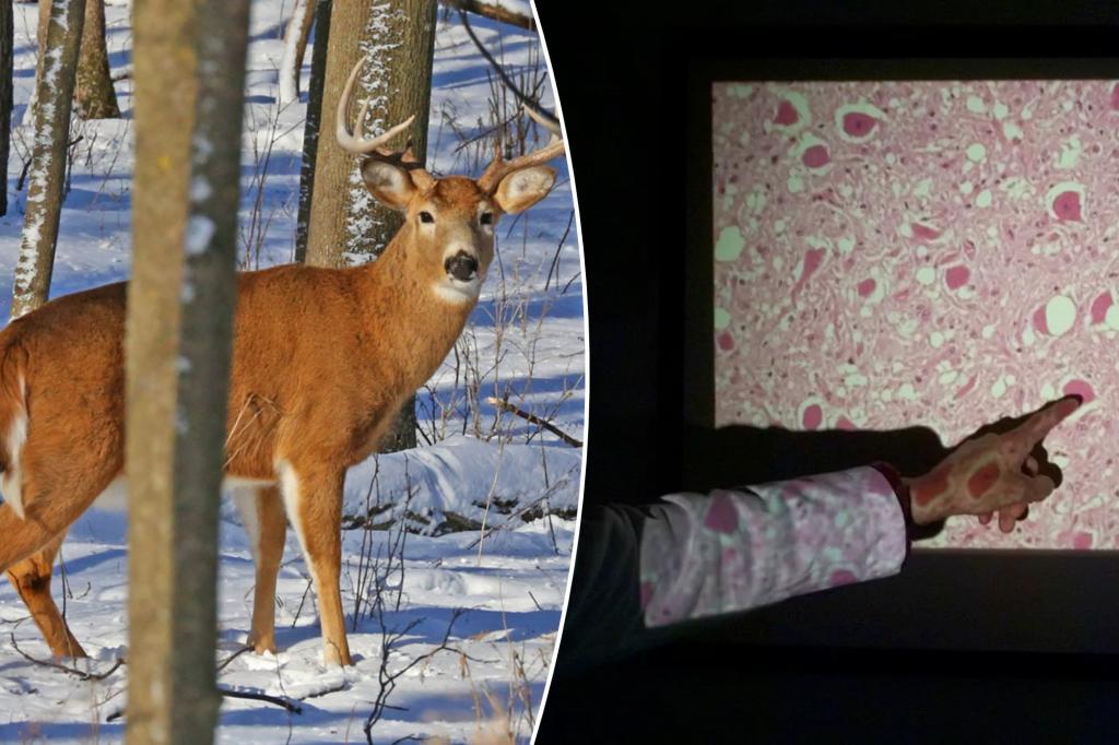 Zombie deer disease spreads: ‘There may also be a risk to people’