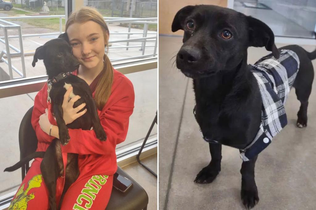 ‘A–hole’ 17-pound dog gets new owners after Texas shelter’s hilarious social post: ‘Could take on a Rottweiler and win’