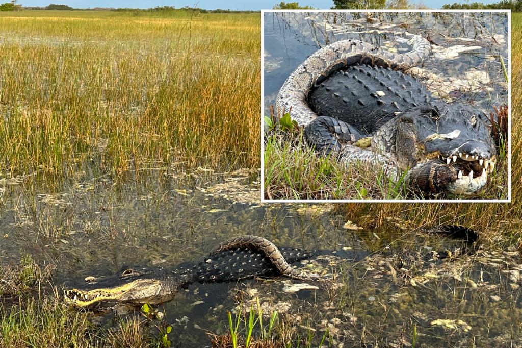 Alligator caught devouring ‘invasive’ python at Everglades National Park in Florida