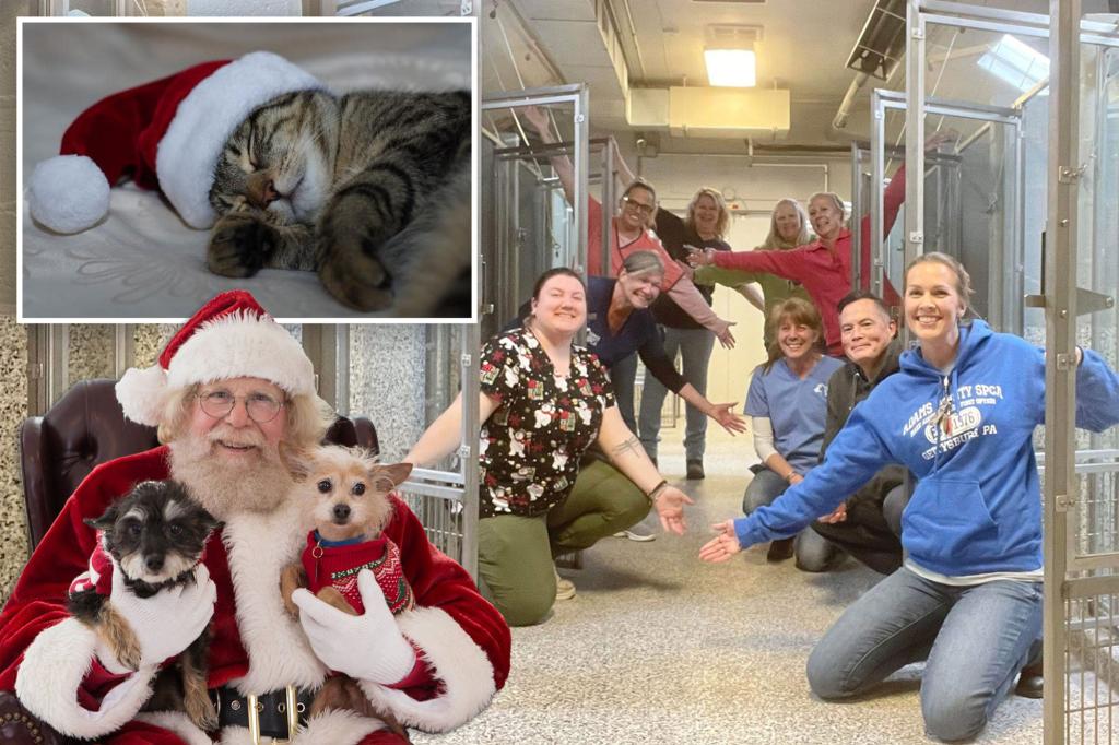 Animal shelter full of holiday cheers as kennels cleared out with a single stray cat left: ‘True miracle’