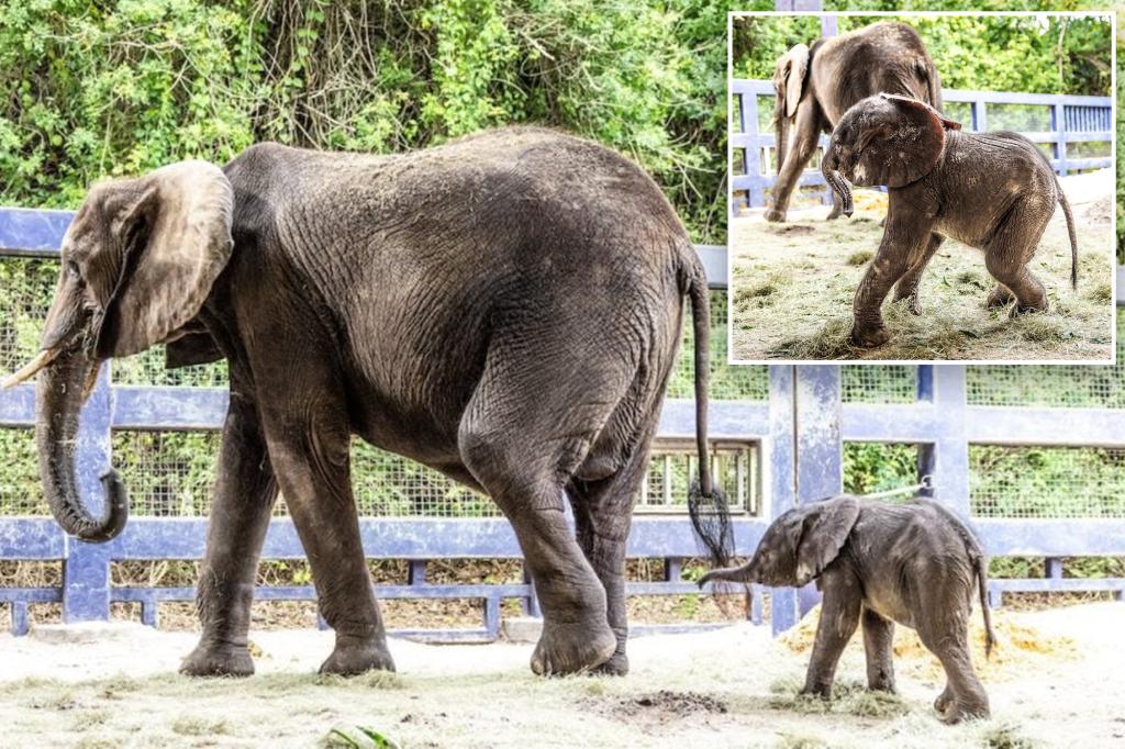 Baby elephant, 218 pounds, is born at Walt Disney World: ‘Adorable’