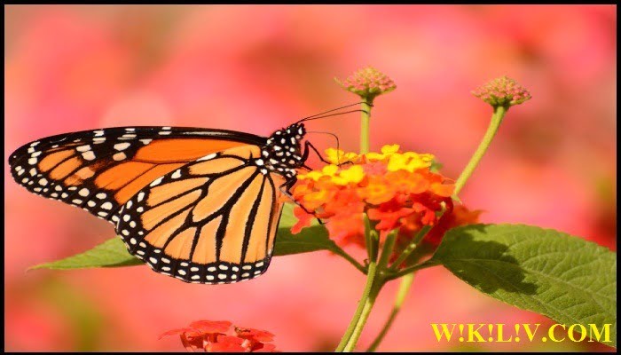 butterfly essay in english