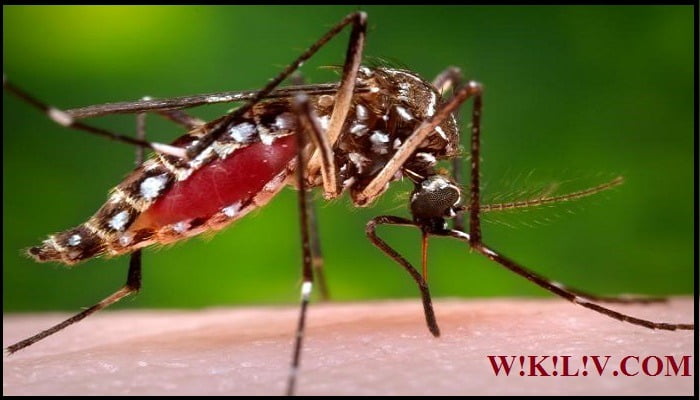 dengue essay in english