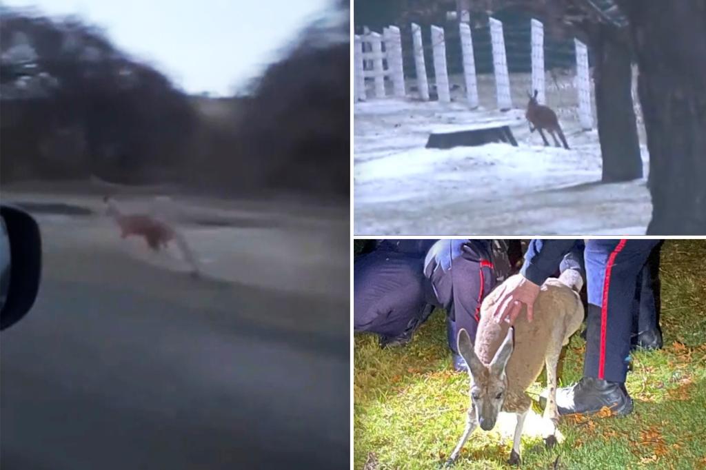 Escaped kangaroo punches cop before being caught by the tail after days on the lam