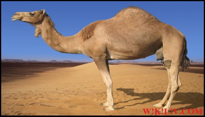 essay on camel