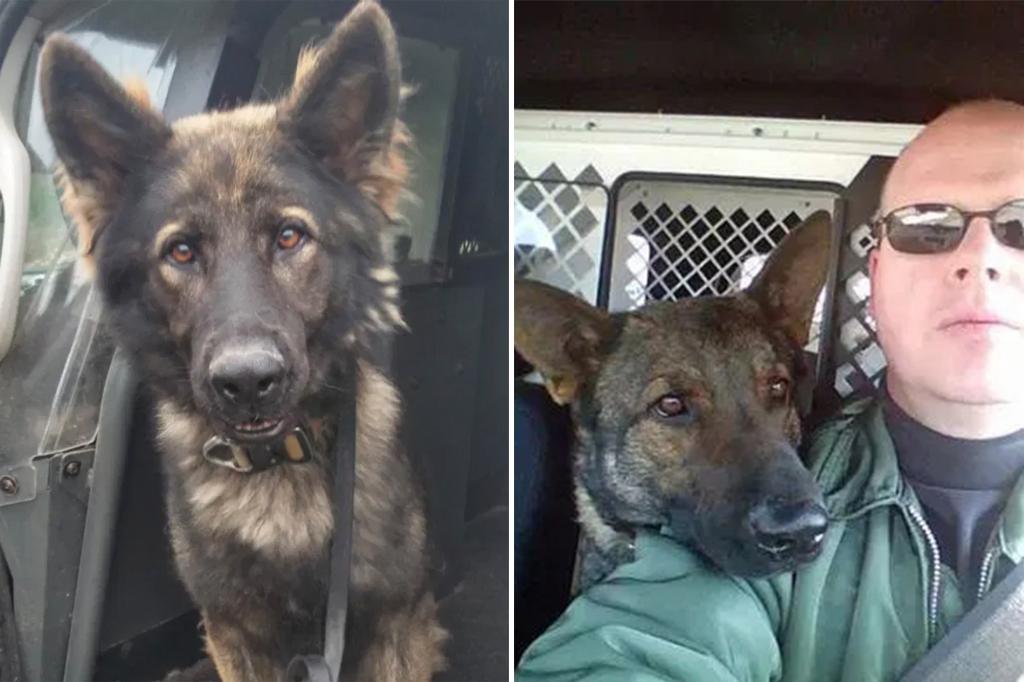 Ex-deputy reaches plea deal in death of K-9 partner left in scorching hot police truck for 22 hours