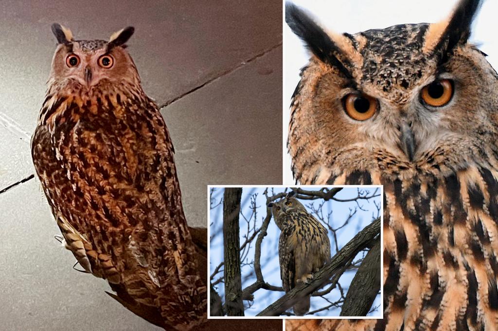 Flaco the owl turns into NYC peeping Tom: ‘Scared the you-know-what out of me’