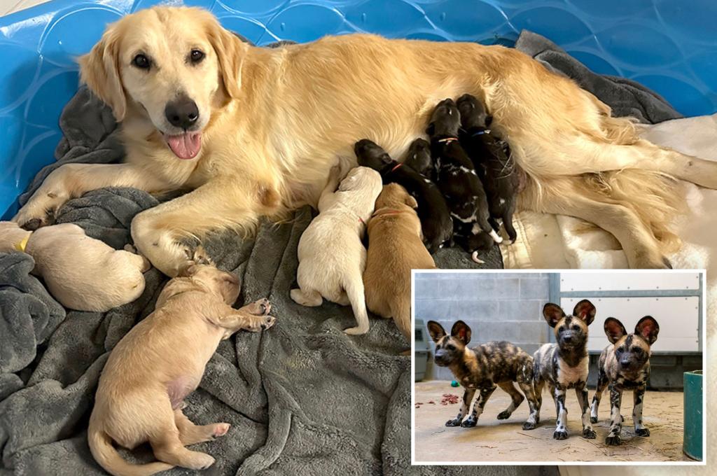 Golden Retriever raising pack of endangered African wild pups alongside her own babies at Indiana zoo