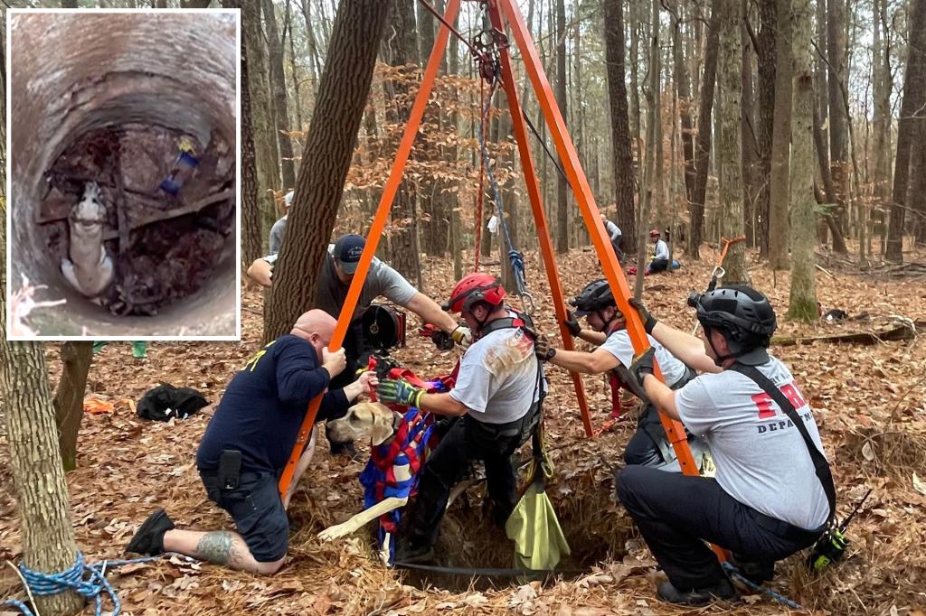 Great Dane puppy rescued after plunging 50 feet into old well in North Carolina woods