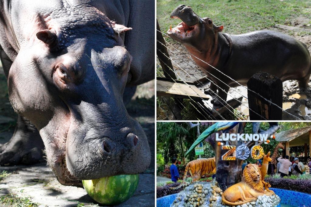 Hippo attacks and kills zookeeper who entered enclosure to clean it