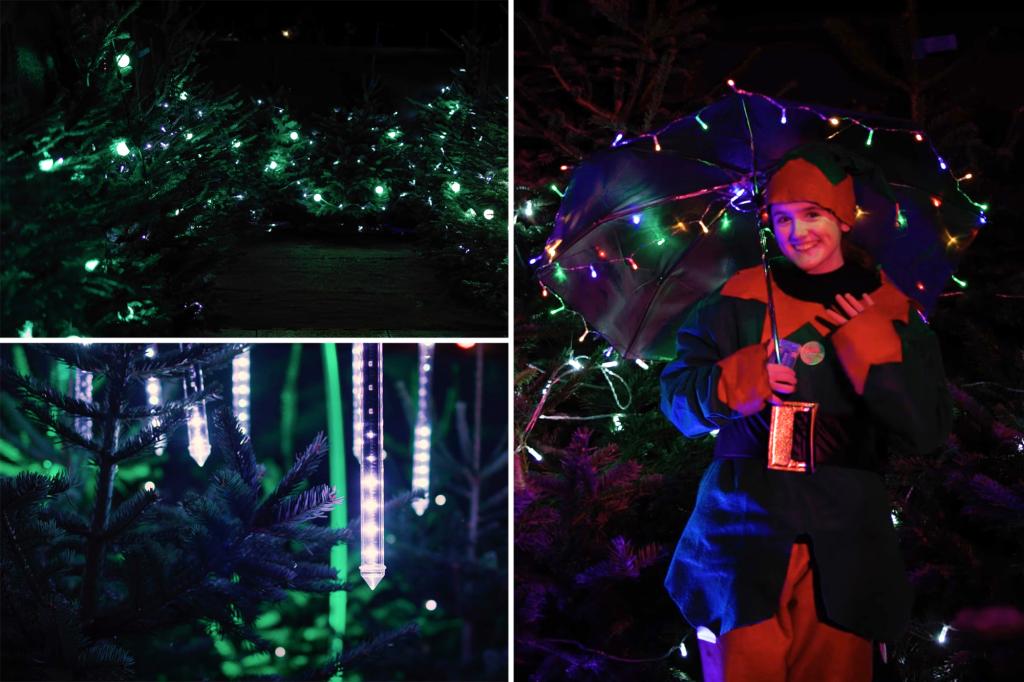 Illuminating ‘Jersey’: 800 recycled Christmas trees may help set world record