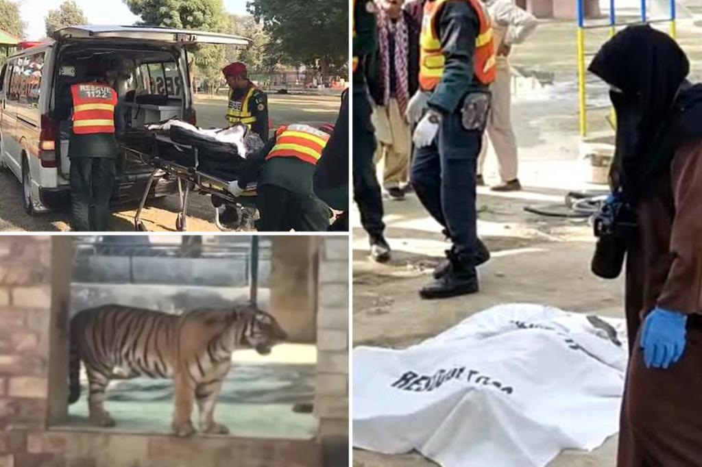 Man found mauled to death in zoo enclosure after staff spotted big cat with shoe in its mouth