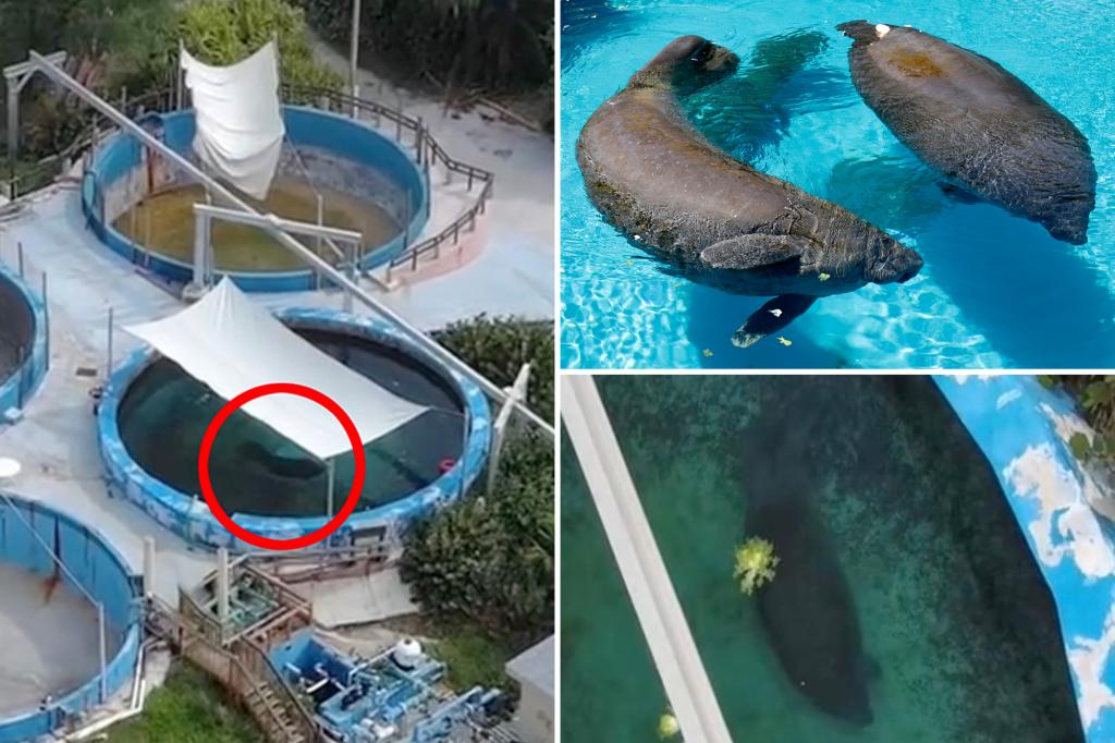 Manatees dubbed ‘Romeo and Juliet’ to be freed from Miami Seaquarium after activist outcry