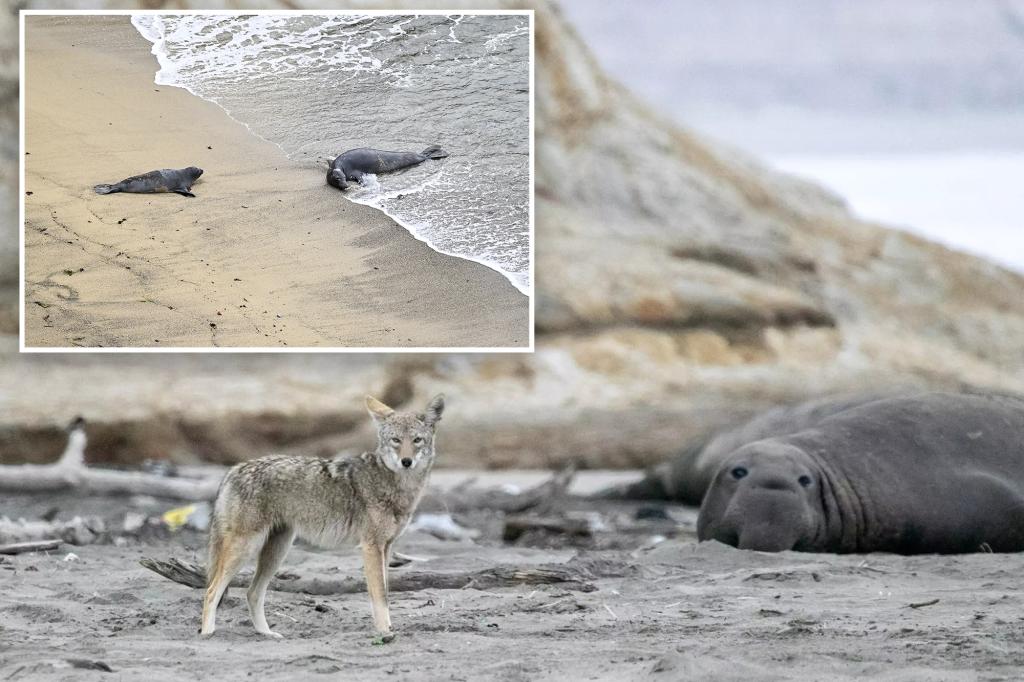 Marine scientists solve mystery behind decapitations of seal pups on California coast