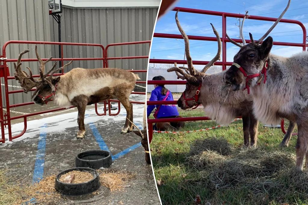 Missouri family spreads Christmas cheer with their traveling reindeer herd