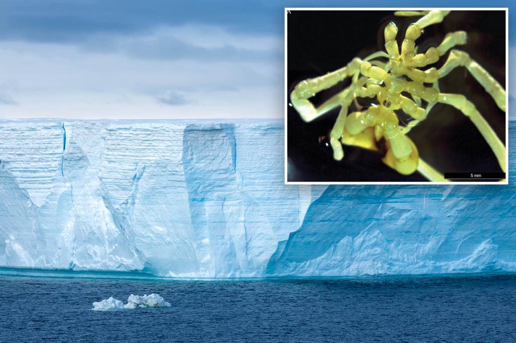 New sea spider species with 1.2-inch legs discovered in Antarctica