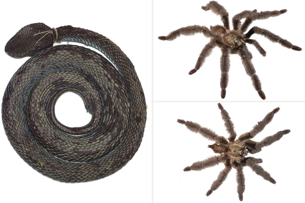 Recently discovered 8-eyed ‘Satan’ tarantula, ‘cryptic’ viper will haunt your nightmares