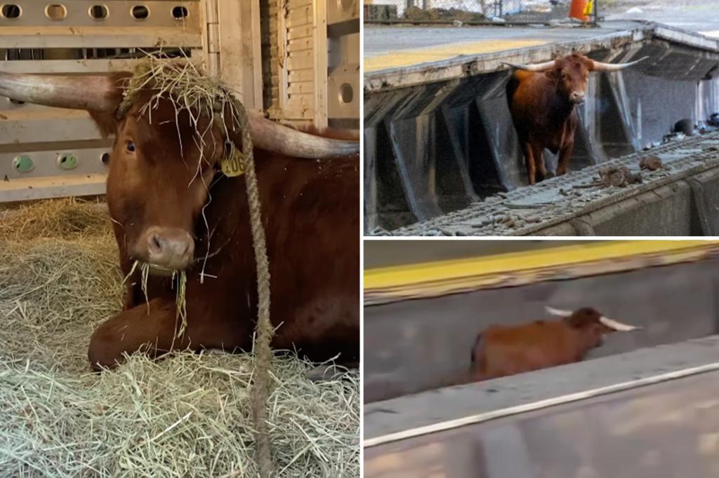 Ricardo the bull wakes up at animal sanctuary after escaping slaughterhouse in mad dash on NJ train tracks