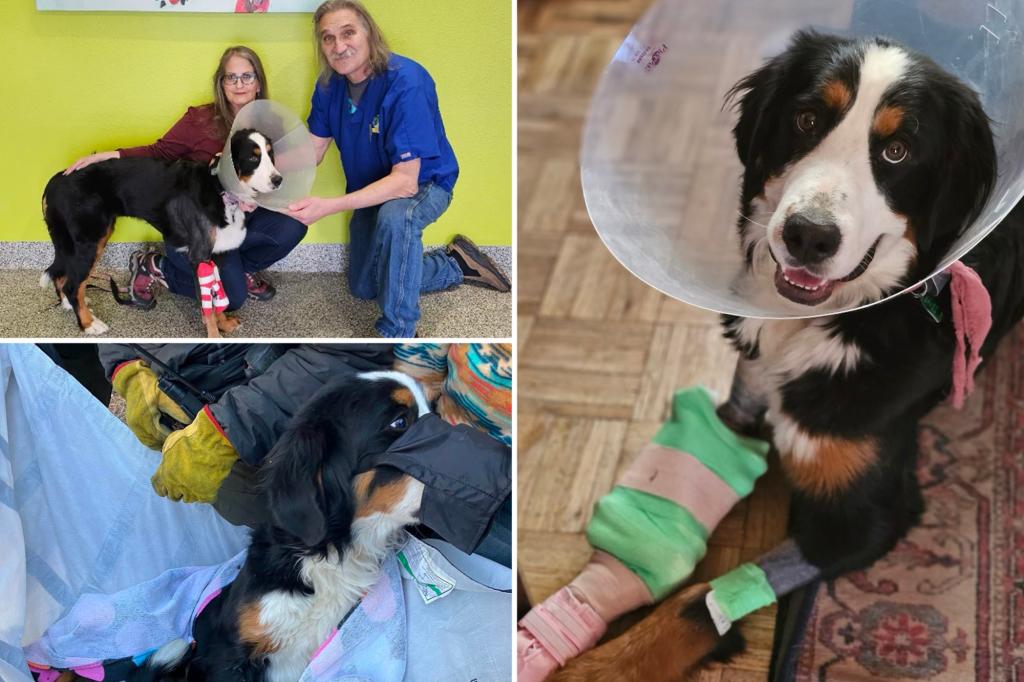 TV vet saves ‘shattered’ leg of dog who survived in Colorado mountains for two months