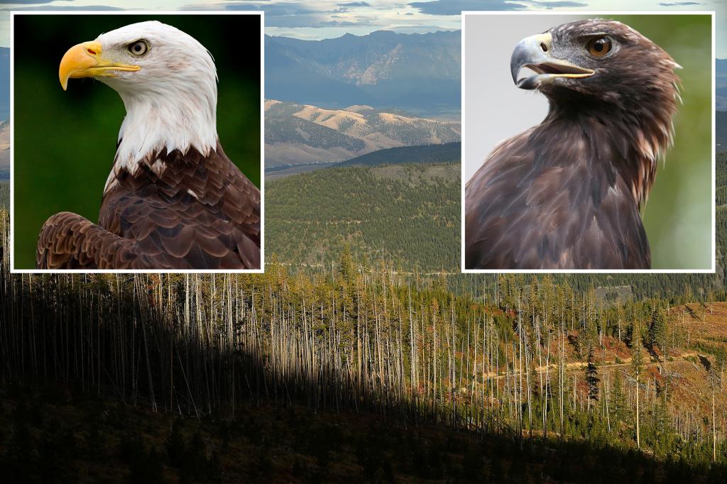 Two men accused of illegally killing Golden, Bald Eagles for sale on black market