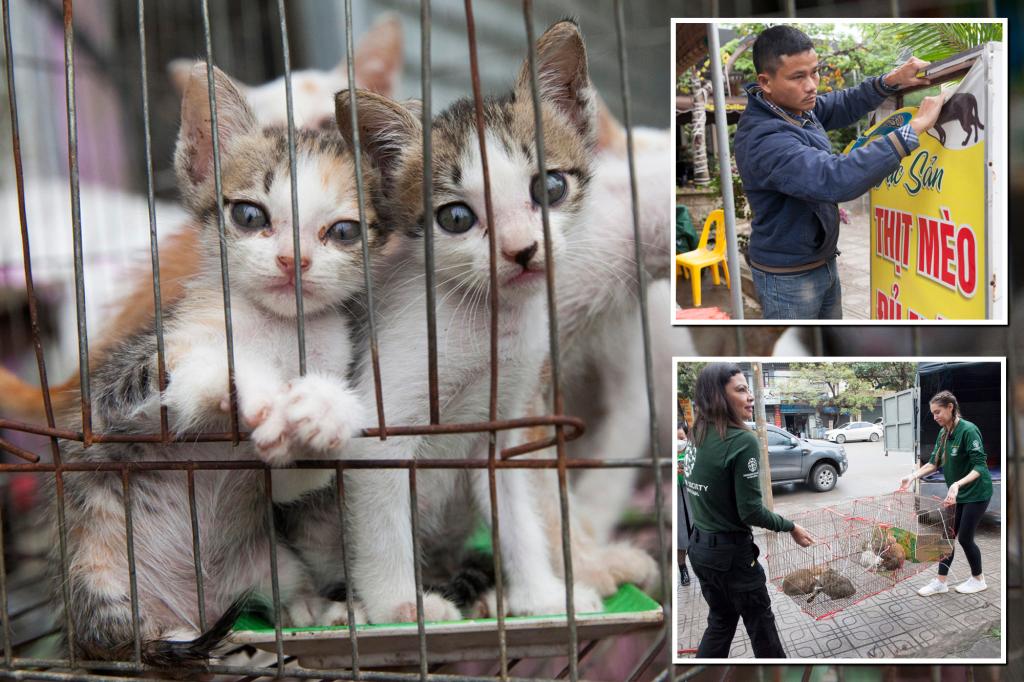 Vietnamese restaurant that killed 300 cats a month to make soup closes