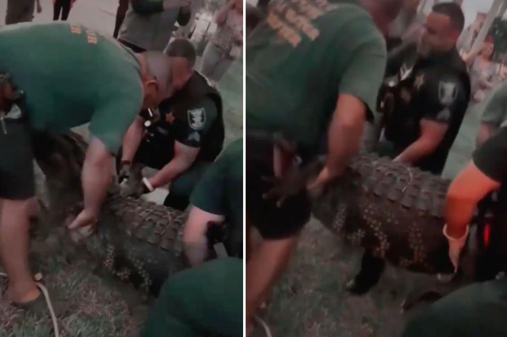 Wild moment monster 12-foot, 600-pound alligator captured at Florida mall