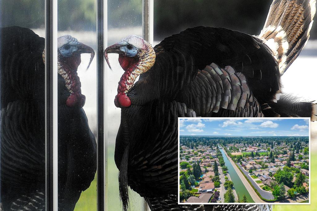 Wild turkey cuts power to thousands of homes in Sacramento on Christmas Eve