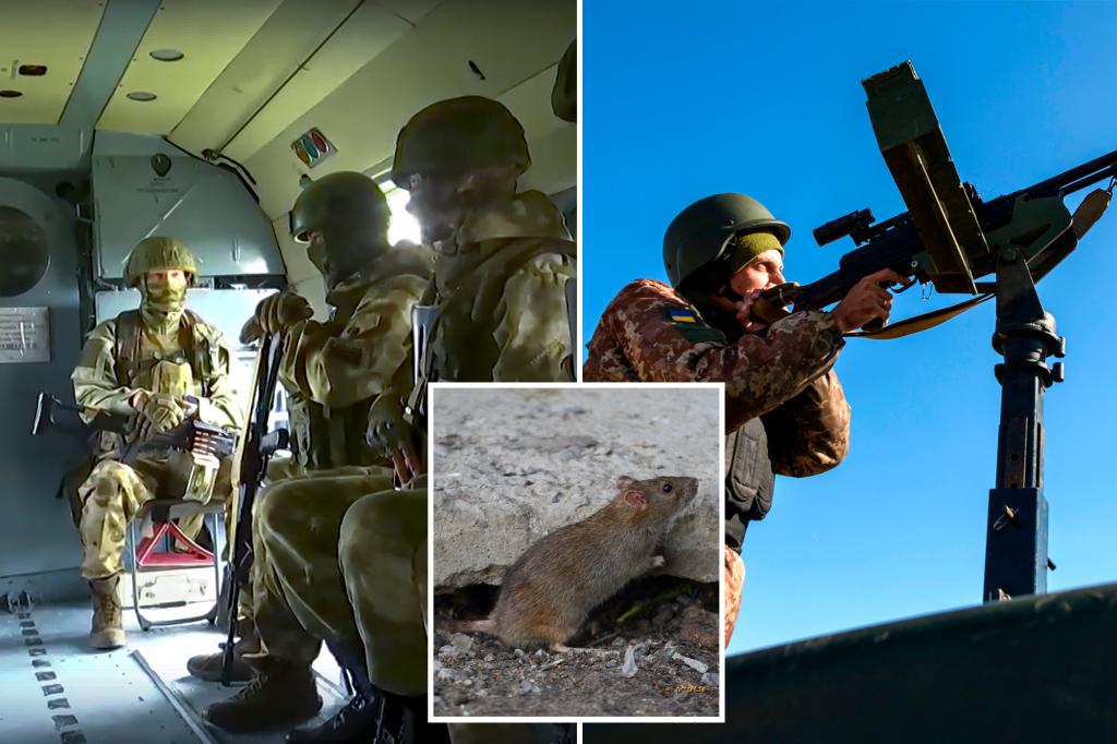 ‘Exceptional levels’ of rats and mice invade trenches on Ukraine’s front lines
