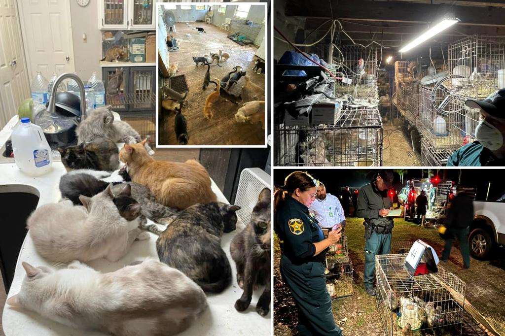 ‘Overwhelmed’ Florida woman, 75, arrested after 309 animals seized from her mobile home with ‘lethal’ levels of ammonia inside