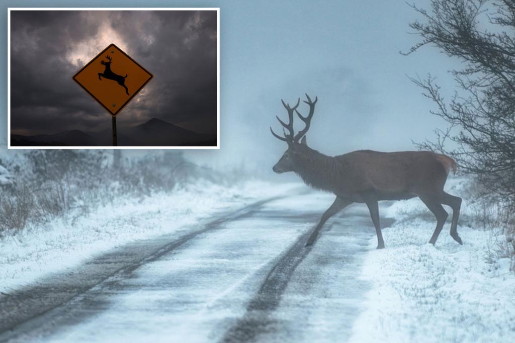 ‘Zombie deer disease’ concerns scientists over possible spread to humans