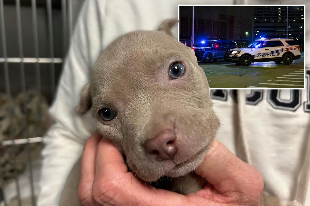 5-week-old puppy found zipped up in alleged thief’s pocket while he was being pat down: cops