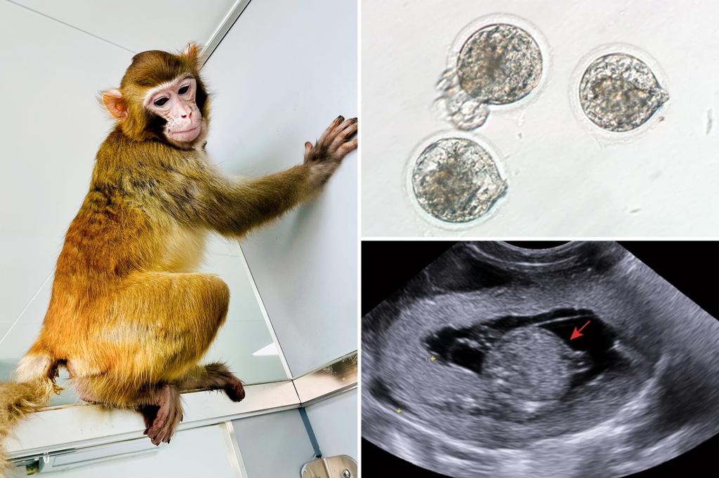 A cloned rhesus monkey reaches adulthood for the first time in scientific breakthrough