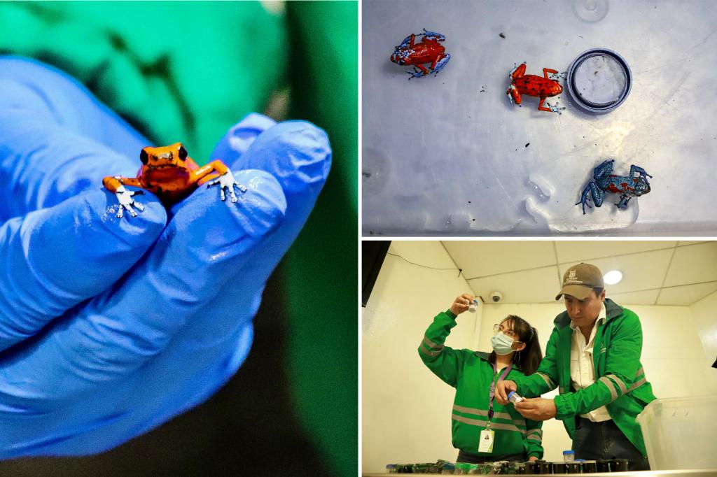 Accused smuggler nabbed with 130 endangered poisonous frogs worth $130K in her luggage