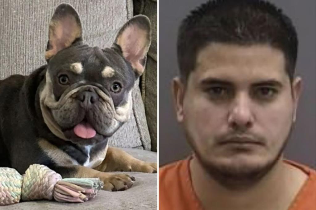 Amazon driver steals French bulldog while making deliveries in Florida: authorities