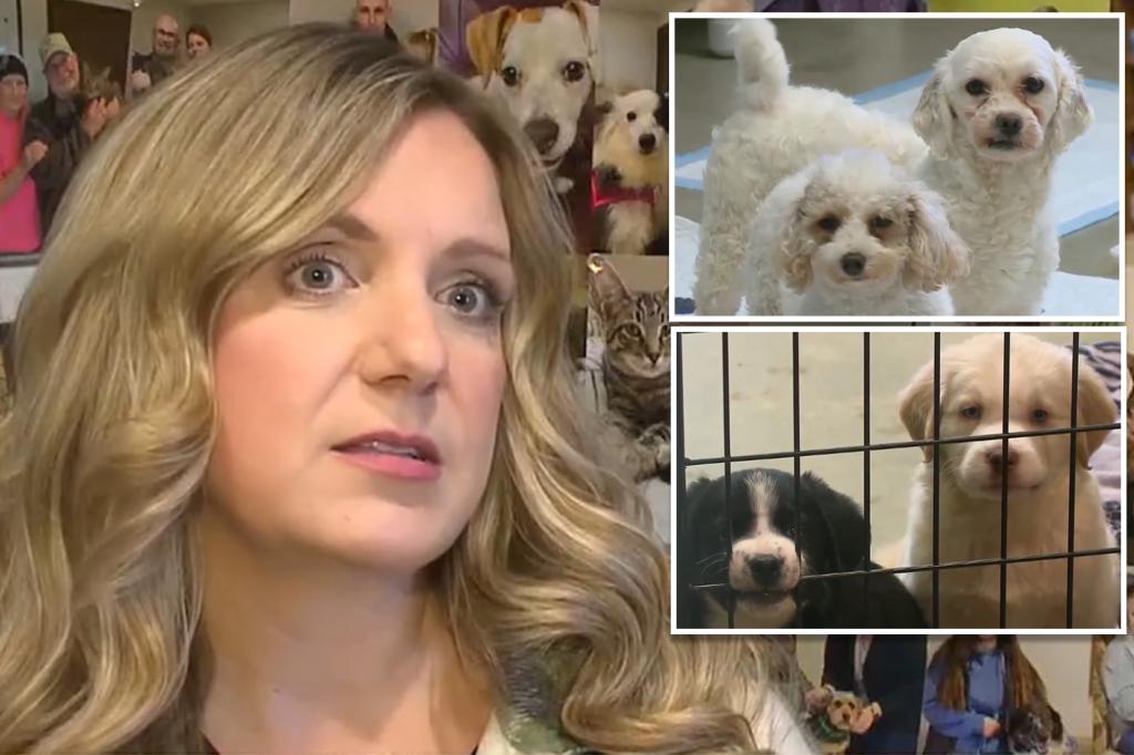 Animal shelter blasts pet owners to ‘get their act together’ as it struggles with throngs of callers asking to abandon dogs: ‘Be better humans’