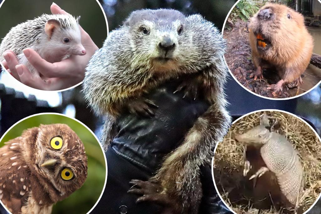 Animals other than Punxsutawney Phil that will try to predict end of winter on Groundhog Day