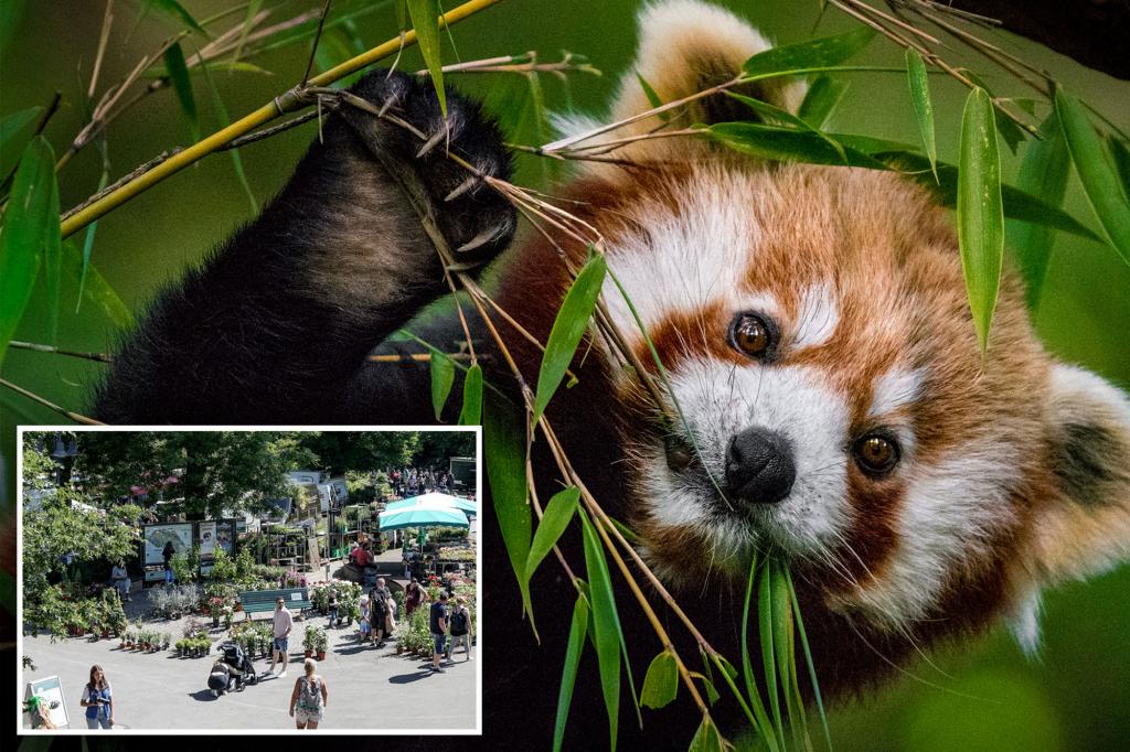 Barney the red panda busts out of zoo, left ‘grumbling’ after he’s captured by fire department