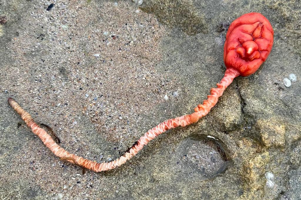 Beachgoer finds mysterious sea creature ‘from another planet,’ baffling social media: ‘Something out of Alien’