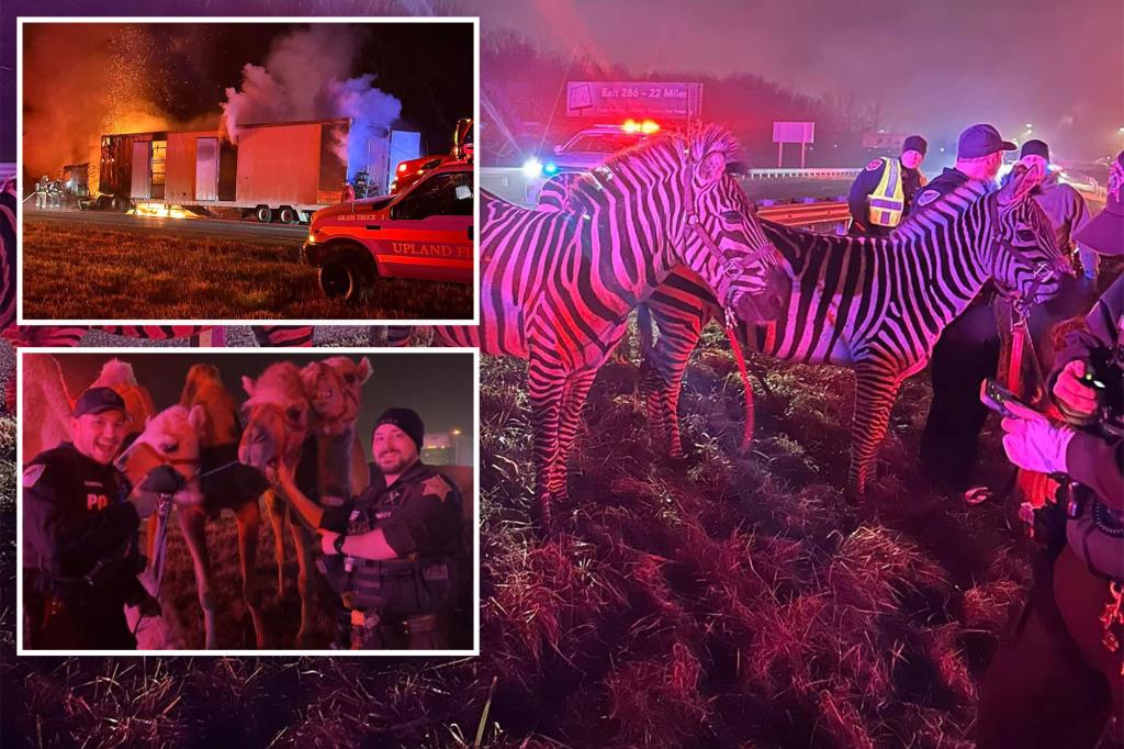 Circus animals get loose on Indiana highway after truck bursts into flames