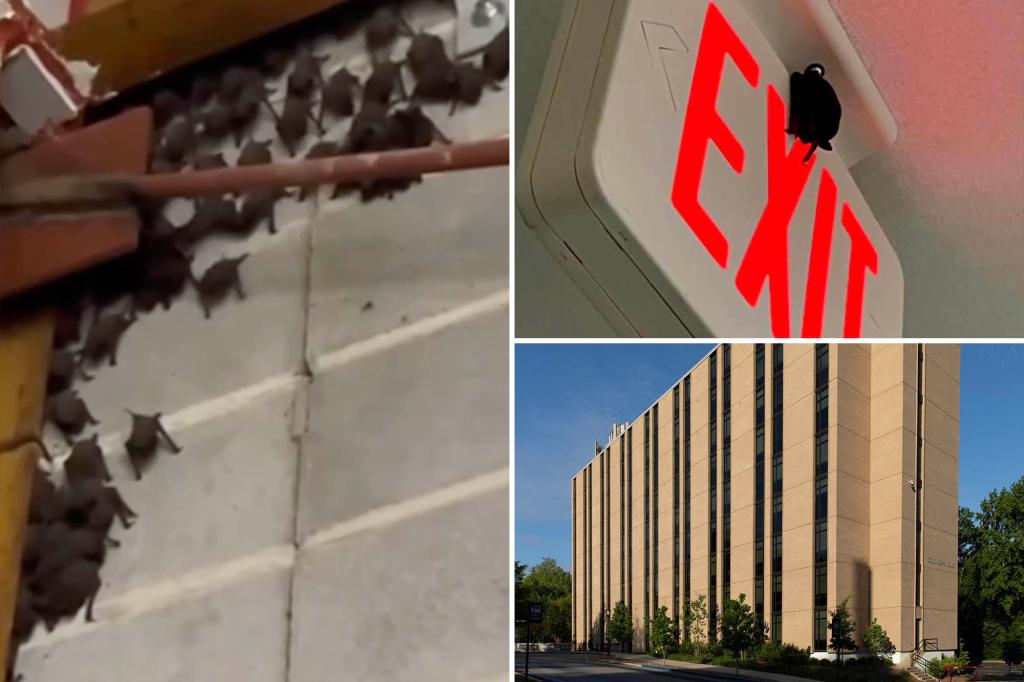 College students find dorm infested with bats: ‘Started flying at me’