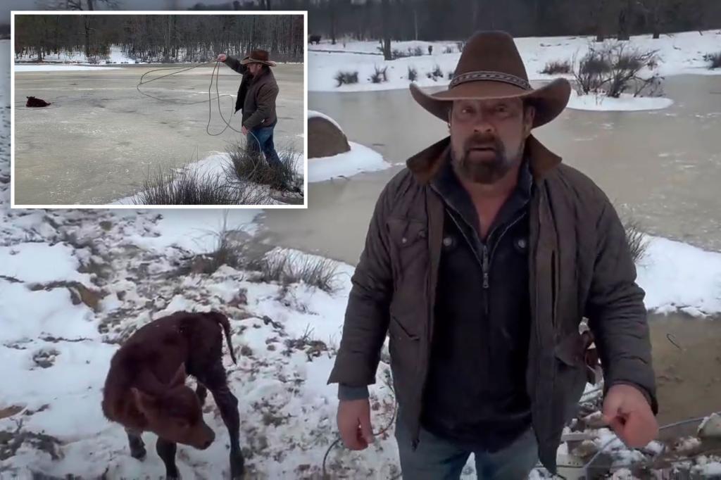 Cowboy rescues calf from neighbor’s frozen pond using a lasso: video