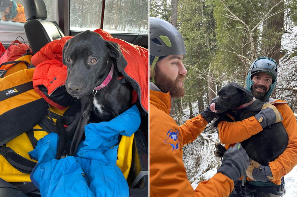 Dog survives 60-foot fall off cliff, freezing night alone near Lake Superior