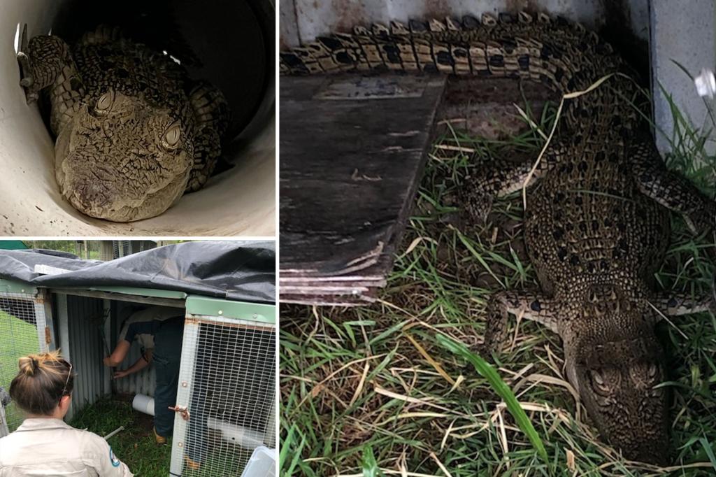 Family horrified after discovering 3-foot crocodile inside chicken coop