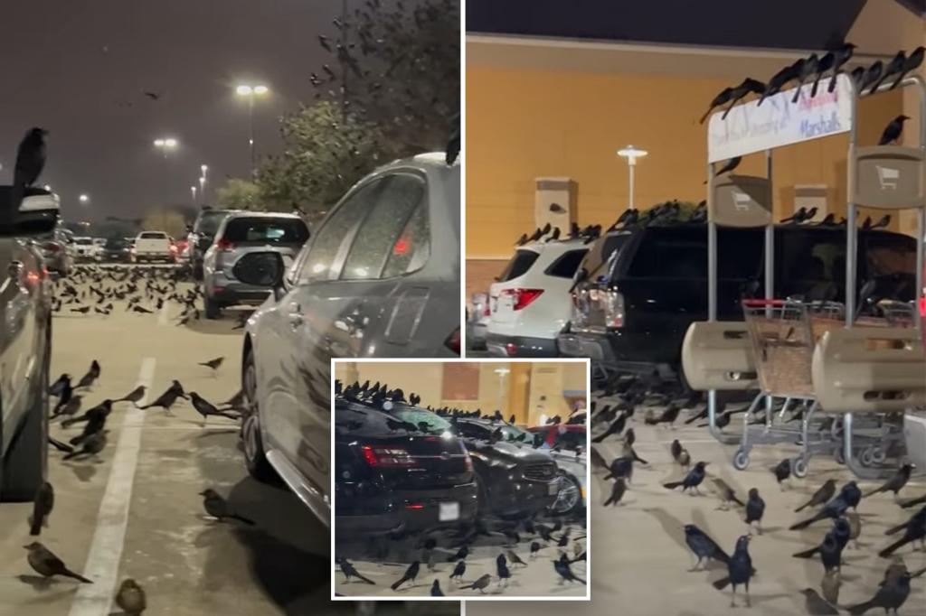 Flock of birds takes over Texas parking lot in scene ‘straight out of an Alfred Hitchcock movie’