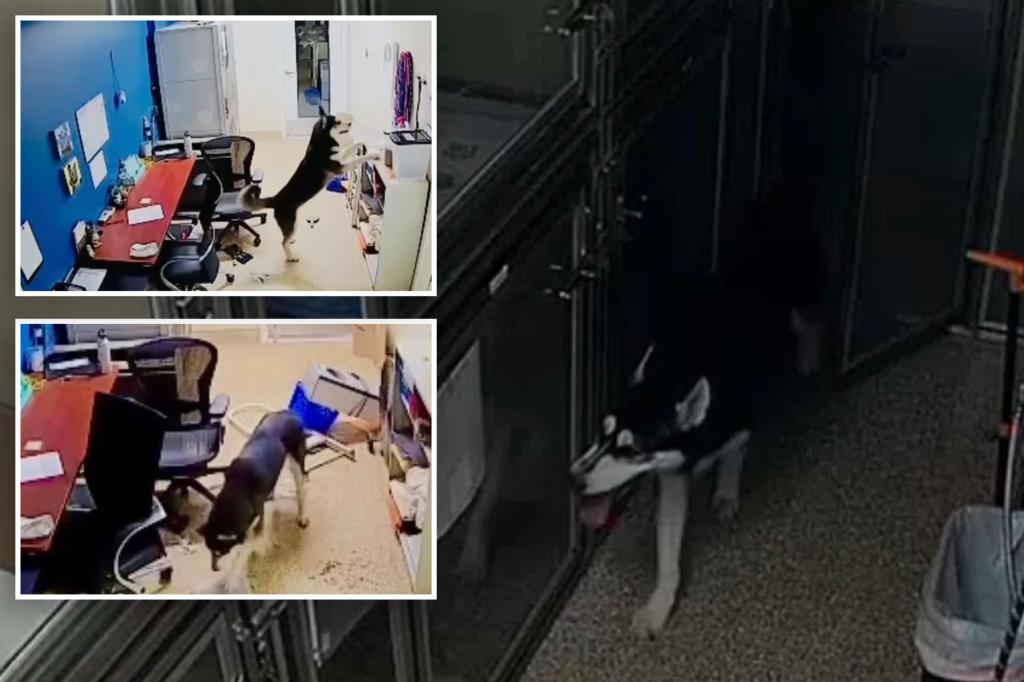 Hungry husky tries to bust out his kennel friends for a midnight snack run in heartwarming clip