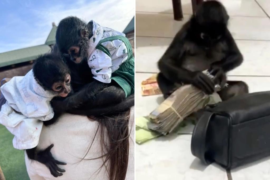 Inside Mexico’s secret, ‘fashionable’ and illegal Monkey Clubs: ‘It says I have money’