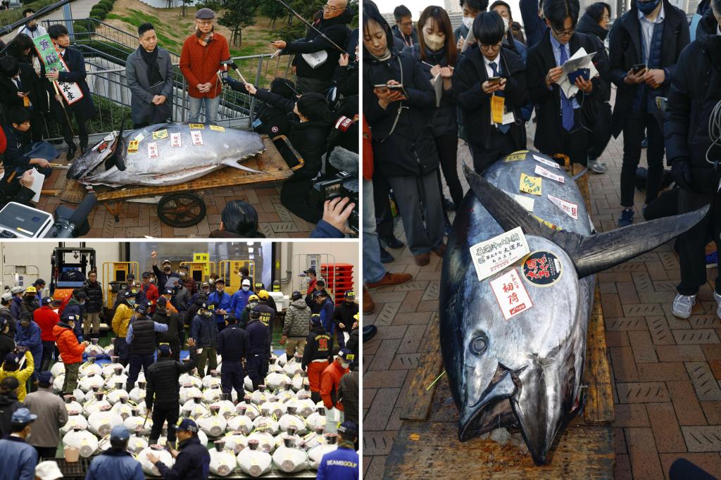 Massive bluefin tuna weighing more than 500 pounds reels in almost $800,000 at Tokyo auction