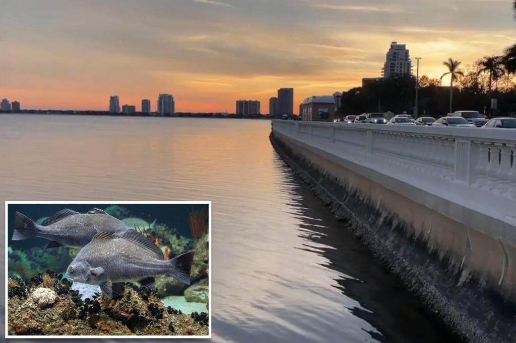 Mysterious noise irking Tampa residents may be fish mating loudly: ‘Pretty uncommon phenomenon’